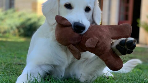 Quelle alimentation préférer pour le chiot ?