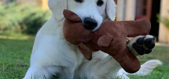 alimentation du chiot