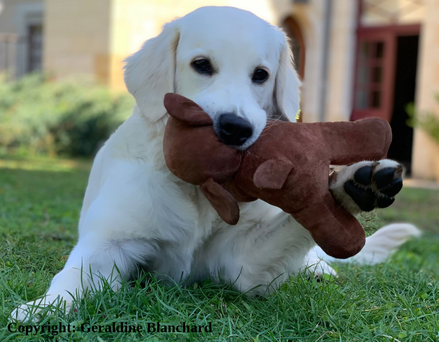 Quelle alimentation préférer pour le chiot ?