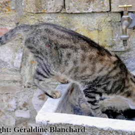 cristaux urinaires chat