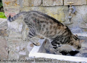 Mon chat a des cristaux urinaires … comment le nourrir ?