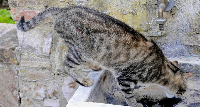 cristaux urinaires chat