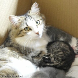 alimentation chatte reproductrice