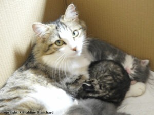 Alimentation de la chatte reproductrice