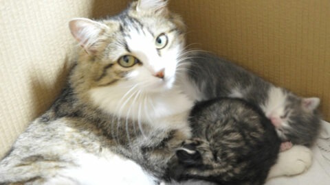 Alimentation de la chatte reproductrice