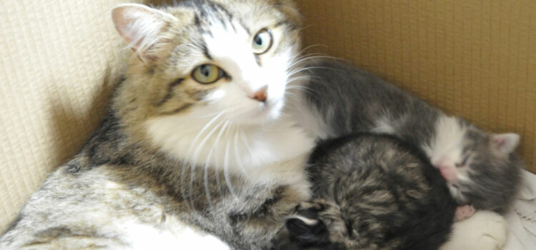 alimentation chatte reproductrice