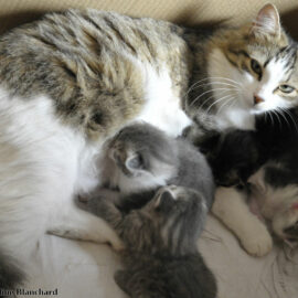 chatte reproductrice