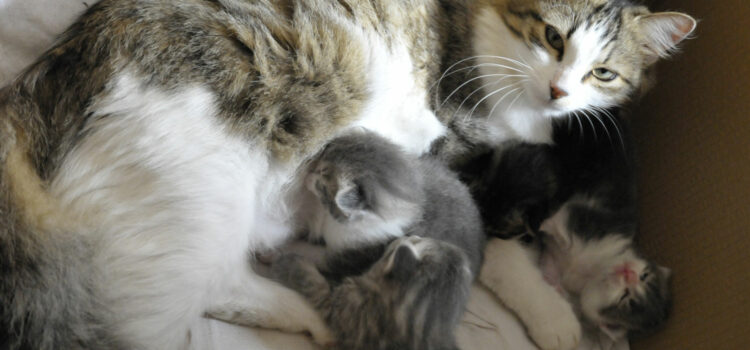 Alimentation d’une chatte en lactation – Vidéo chatte reproductrice