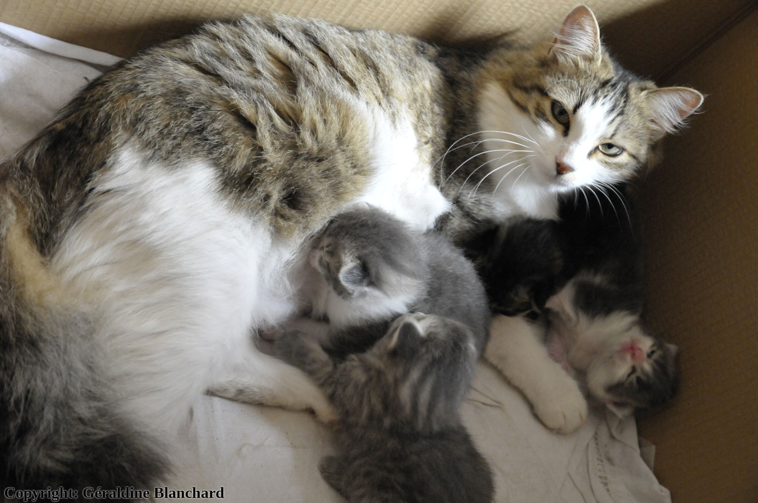 chatte reproductrice
