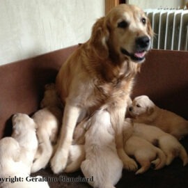 chienne reproductrice