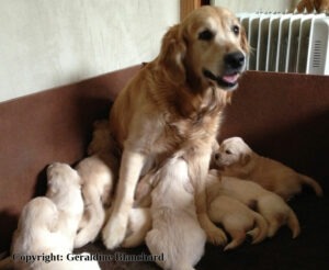 Equilibrer une ration BARF pour une chienne reproductrice