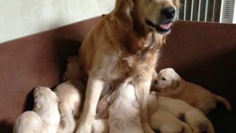Equilibrer une ration BARF pour une chienne reproductrice