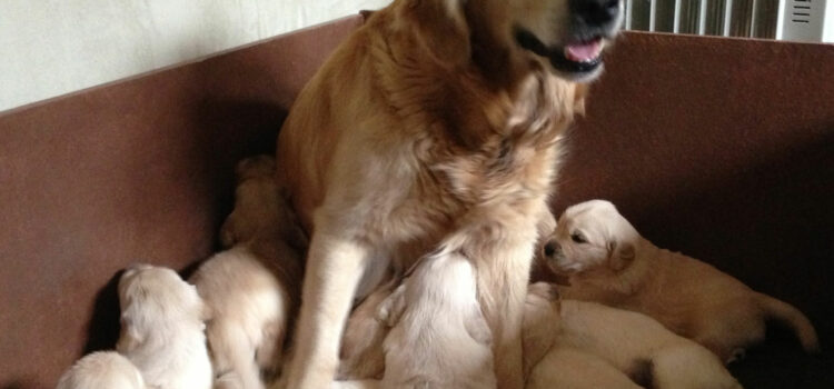 Equilibrer une ration BARF pour une chienne reproductrice chienne reproductrice