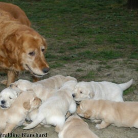 nourrir une chienne qui allaite