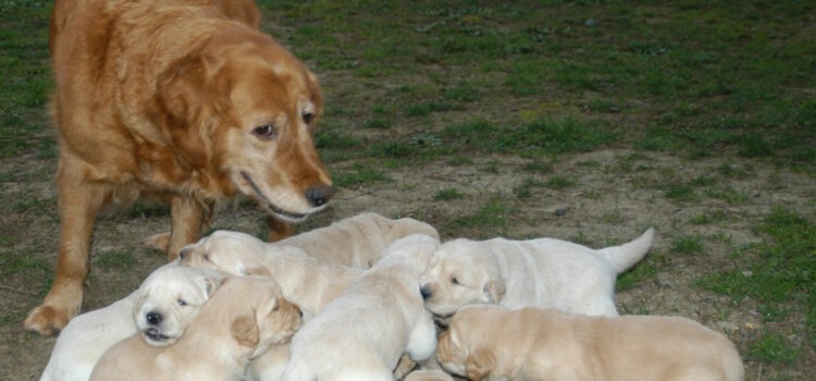 nourrir une chienne qui allaite