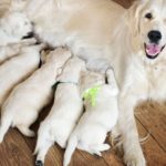 allaitement chiots