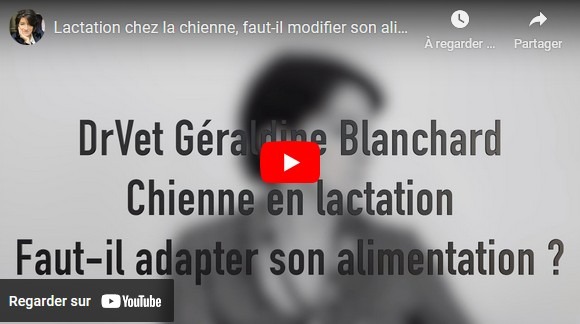 vidéo alimentation d'une chienne qui allaite