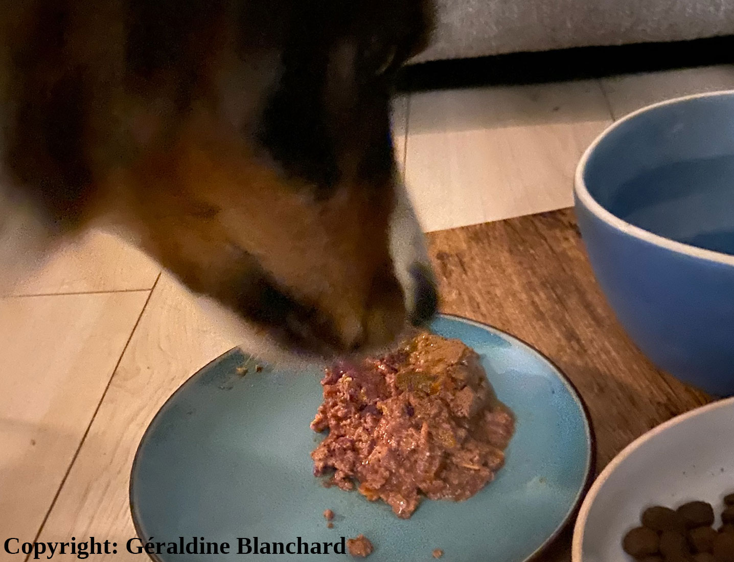 alimentation industrielle chien