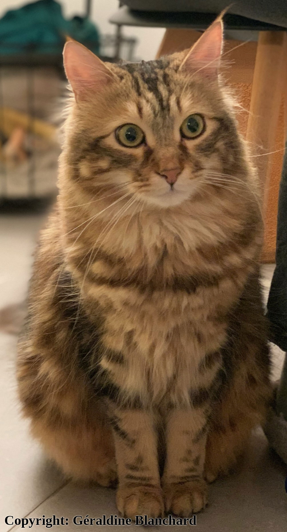 chat