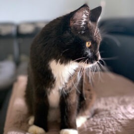 stérilisation du chaton et prise de poids