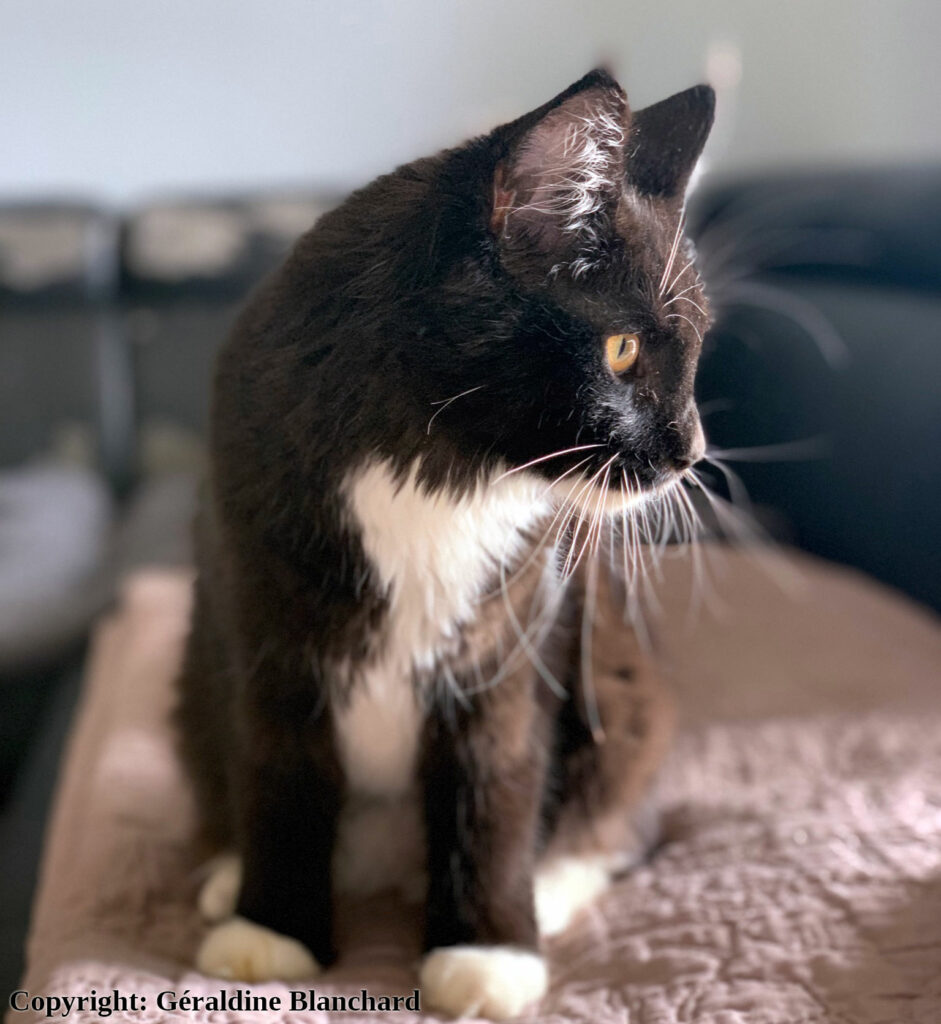 Eviter le surpoids après la stérilisation du chaton