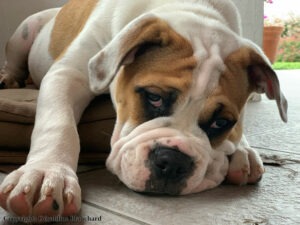 Mon chien est insuffisant rénal et ne mange plus…