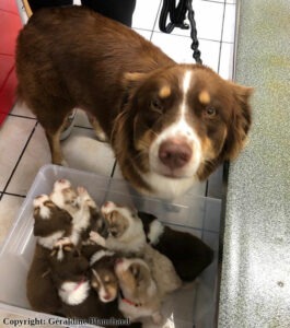 Alimentation de la chienne reproductrice