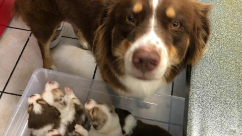 Alimentation de la chienne reproductrice
