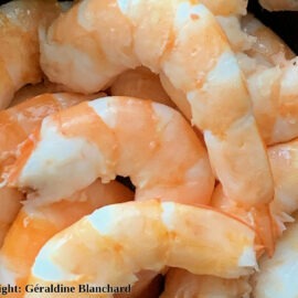 crevettes pour le chat