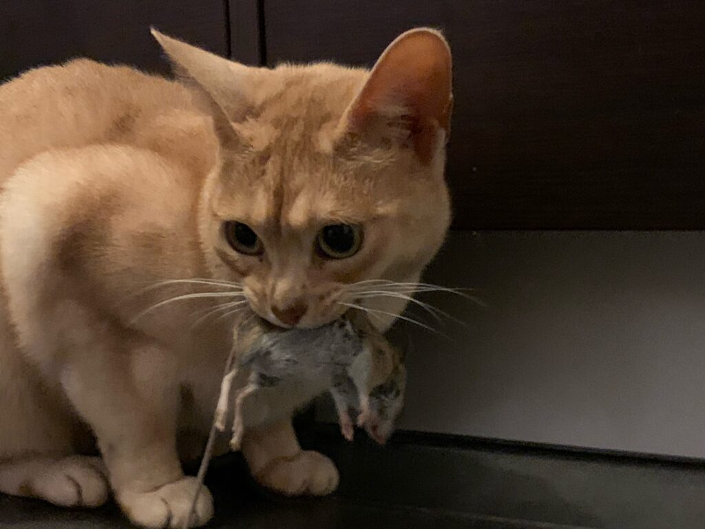 Une alimentation humide riche en protéines diminue la prédation par les chats…