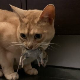 prédation chat