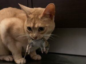 Une alimentation humide riche en protéines diminue la prédation par les chats…