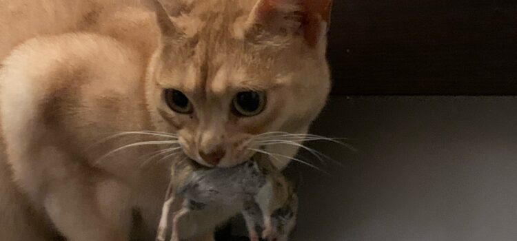 prédation chat