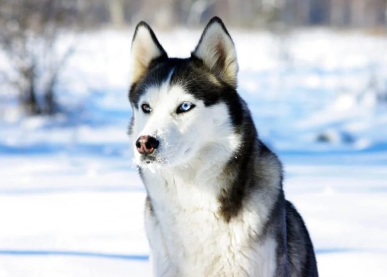 Le Siberian Husky a-t-il des besoins nutritionnels particuliers