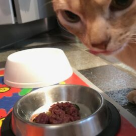 faire accepter vit'i5 à un chat