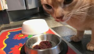 Faire accepter Vit&rsquo;i5 à un chat qui ne mange que viande et légumes…