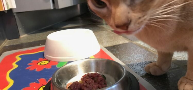 faire accepter vit'i5 à un chat