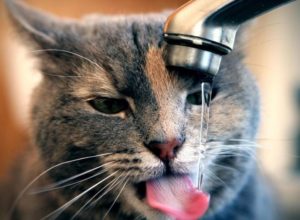 Mon chat a des cristaux urinaires … comment le nourrir ?