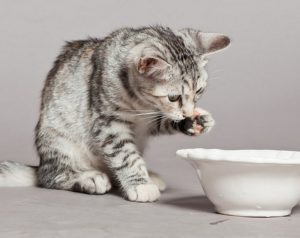 Comment nourrir un chiot ou un chaton quand sa mère ne le peut pas ?
