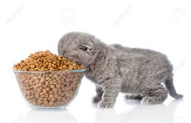 comment nourrir un chaton