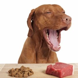 viande et alimentation industrielle pour un chien
