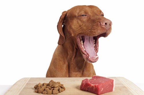 Donner de la viande en plus d’une alimentation industrielle à un chien