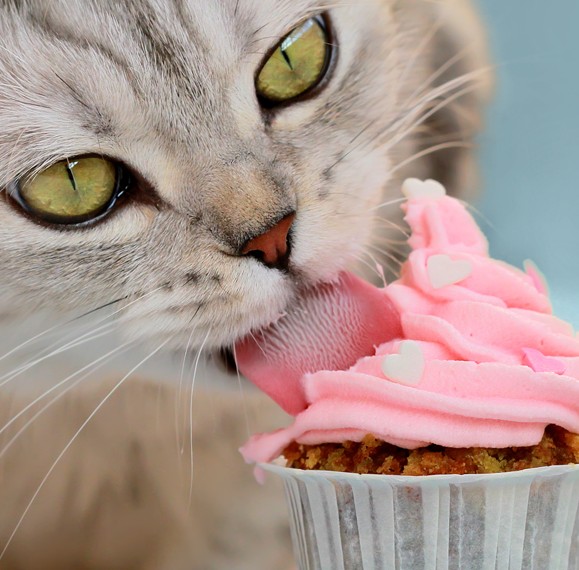 Diabète du chat : prévenir serait possible ?