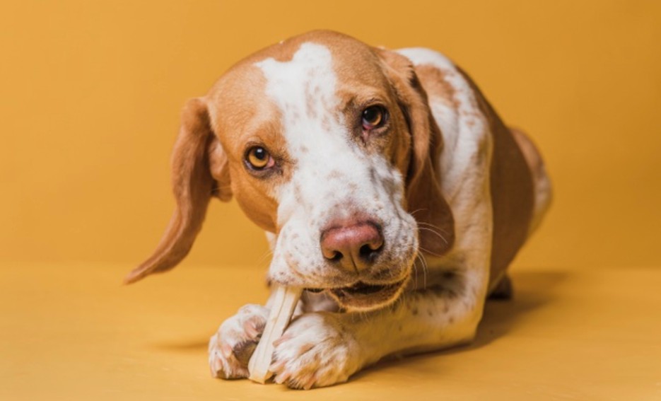 Un os à moelle fait-il disparaître le tartre des dents du chien ?