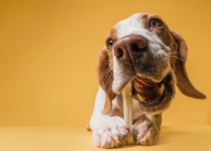 Quel os peut-on donner à son chien ? - Drmilou