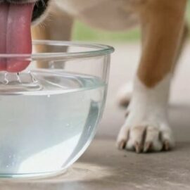 besoin en eau du chien