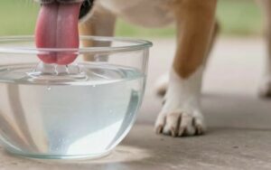 Quel besoin en eau pour le chien ?