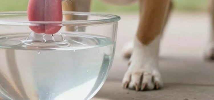 besoin en eau du chien