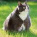 Tout savoir sur le poids ou le surpoids de votre chat