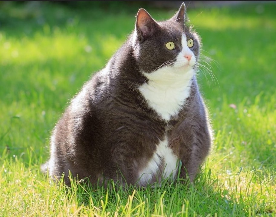 Top 10 des maladies liées à l’obésité chez le chien et le chat